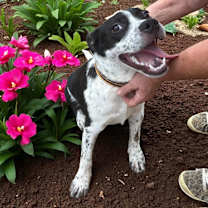 Thumbnail photo of Oreo #3