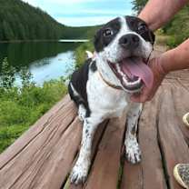 Thumbnail photo of Oreo #4