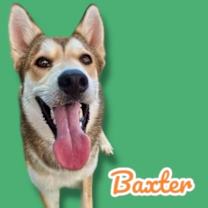adopt-pet