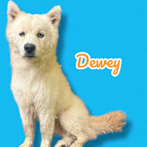 adopt-pet