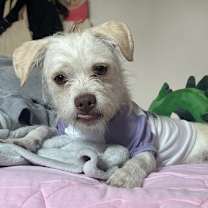 Thumbnail photo of Ollie #1