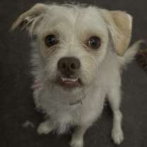 Thumbnail photo of Ollie #2