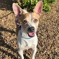 adopt-pet
