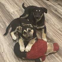 Thumbnail photo of Olivia #3