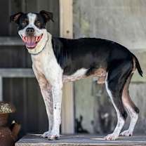 Thumbnail photo of OTIS #1