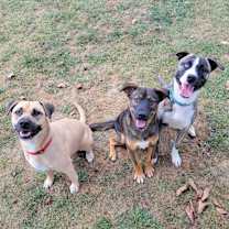 Thumbnail photo of Deja #2