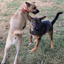 Thumbnail photo of Deja #3