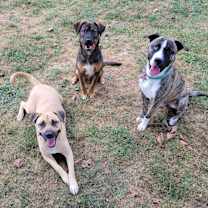 Thumbnail photo of Deja #4