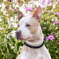 Thumbnail photo of Mokha #3