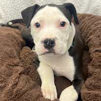 Thumbnail photo of Micah #2