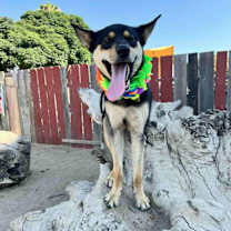 Thumbnail photo of Finn #2