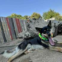 Thumbnail photo of Finn #3