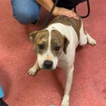 adopt-pet