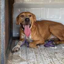 Thumbnail photo of Smiley #2