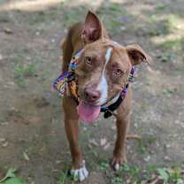 Thumbnail photo of Caspian #2