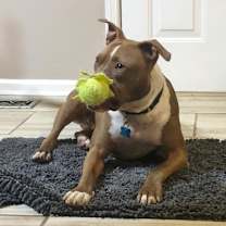 Thumbnail photo of Caspian #3