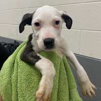 Thumbnail photo of Almond Joy #1