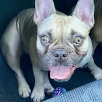 Thumbnail photo of Remy #1