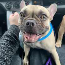 Thumbnail photo of Remy #3