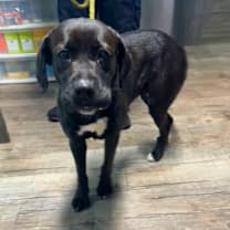 Thumbnail photo of Tweety #3