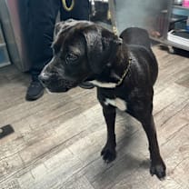 Thumbnail photo of Tweety #4