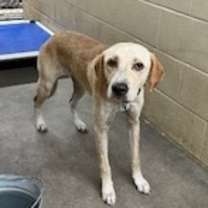 Thumbnail photo of Guinevere #2