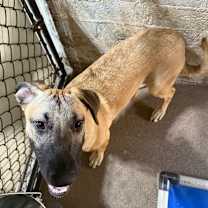 adopt-pet