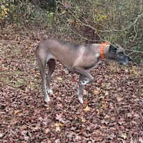 Thumbnail photo of Duchess #3