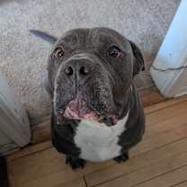 Thumbnail photo of Gus #1