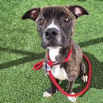 adopt-pet