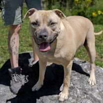 Thumbnail photo of Gopher #3