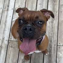 adopt-pet