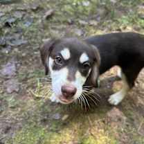 Thumbnail photo of Moouse #1