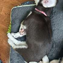 Thumbnail photo of Moouse #2