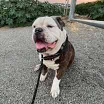 Thumbnail photo of Bruce #2