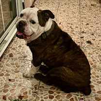 Thumbnail photo of Bruce #4