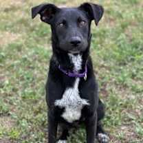 adopt-pet