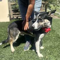 Thumbnail photo of BENJI #4