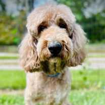 Thumbnail photo of Trooper Dec 24 #1