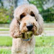 Thumbnail photo of Trooper Dec 24 #3