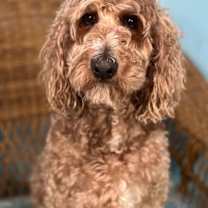 Thumbnail photo of Trooper Dec 24 #4