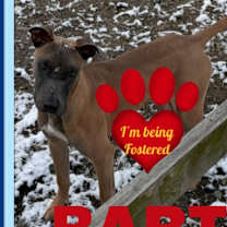 Thumbnail photo of BART - Fostered in Howland #1