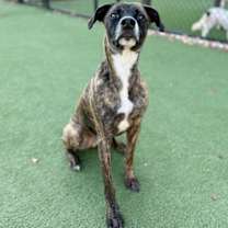 Thumbnail photo of Opie #3