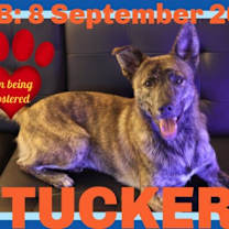 Thumbnail photo of TUCKER - Fostered in Deer Island, ME #1