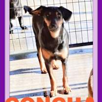 Thumbnail photo of CONCHA #2