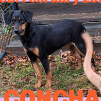 Thumbnail photo of CONCHA #1