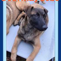 Thumbnail photo of SUNNY #1