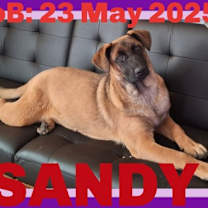 Thumbnail photo of SANDY #1