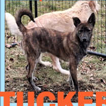 Thumbnail photo of TUCKER #1