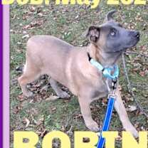 Thumbnail photo of ROBIN #1